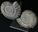 Paracoroniceras Ammonite Pair On Metal Stand #22844-4
